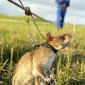 Rats and Cats, Trained to Detect Landmines