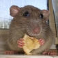 Rats the Size of Sheep Could One Day Walk the Earth, Scientist Says