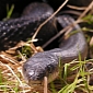 Ratsnakes Actually Like Global Warming, Benefit Greatly from It