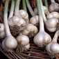 Raw Garlic Helps Lower Lung Cancer Risk
