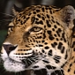 Raw Numbers: Every Week, 4 Leopards Are Killed in India