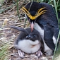Re-Hatched Baby Penguin Gets Adoptive Family
