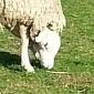 Real or Fake – the Sheep with an Upside Down Head