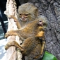 Really Tiny Monkey Is Born at Houston Zoo