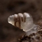 Recently Discovered Snail Species Has a Transparent Shell