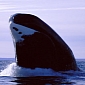 Recently Recorded Whale Songs Hint at Population Rebound