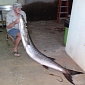 Record 7-Foot (2.1-M) Long, 102-Pound (46-Kg) Barracuda Caught in Angola
