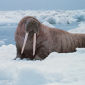 Record Arctic Ice Loss Found, Walruses at Risk
