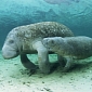 Record Number of Manatee Deaths Reported in Florida This Year