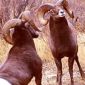Records and Facts of the Bighorn Sheep