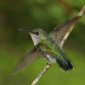 Records of the Hummingbirds