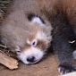 Red Panda Cub Is Born in New Zealand