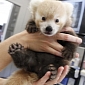 Red Panda Cub Is Thriving at Lincoln Children's Zoo