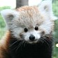 Red Panda Cub Makes Its Public Debut at Zoo in Indiana, US