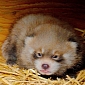 Red Panda Cub at Red River Zoo Is Growing Stronger Every Day