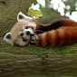 Red Panda Cubs Debut at Wildlife Conservation Society Zoos