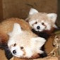 Red Panda Cubs at Hamilton Zoo in New Zealand Are Crazy Cute