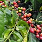 Red Spider Plague Threatens Colombian Coffee Production - Video