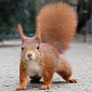 Red Squirrels Are Making a Comeback in Britain