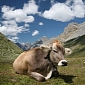Reducing Livestock Gases Emissions Could Help Fight Global Warming