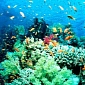 Reef Fish Proven to Adapt to Climate Change