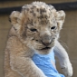 Reid Park Zoo in Tucson, Arizona Welcomes Four Lion Cubs