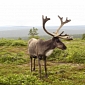 Reindeer Can Change Eye Color, Don't Even Need Contact Lenses