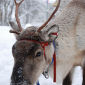 Reindeer Can Inhibit Their Circadian Rhythm