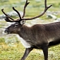 Reindeer Quits His Job, Runs Away from Santa