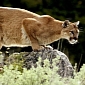 Reminder: OS X Mountain Lion 10.8.5 Build 12F30 Is Available for Developers