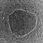 Repairing Hearts with 'Leftover' Stem Cells