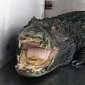 Reptile Guards Pot Stash, Dies After Authorities Recover It
