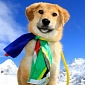 Rescue Dog Turns Mountaineer, Climbs Mount Everest