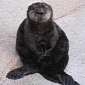 Rescued Sea Otter Makes Public Debut at Monterey Bay Aquarium