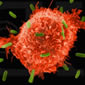 Research Reveals Inner Workings of Immune System 'Thermostat'