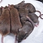 Researchers Create 581 Exact Copies of the Same Mouse
