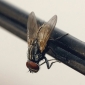 Researchers Create Odorless Fly Trap