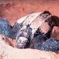 Researchers Discover Largest Leatherback Turtle Population