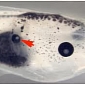 Researchers Grow Eyes on the Tails of Several Tadpoles