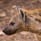 Researchers Learn to Interpret Hyena Laughter