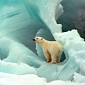 Researchers Ready to Go Spying on Polar Bears