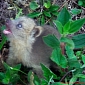 Researchers Release First Pictures of a Baby Olinguito