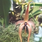 Researchers Reveal the First Night-Flowering Amazing Orchid