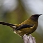 Researchers Stumble Upon a World First: a Transgender Bellbird