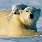Researchers Successfully Fit Polar Bears with Satellite Tracking Collars