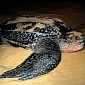 Researchers Use Satellite Transmitters to Stalk Leatherback Turtles
