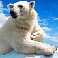 Researchers Want to Use Satellites to Spy on Polar Bears