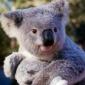 Retroviruses Have Invaded the Koala Genome