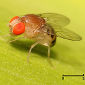 Revealing Fruit Flies' Reproduction Habits