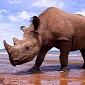 Rhino Falls into a Mud Pit, Dies Shortly After